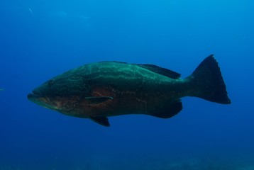 black grouper