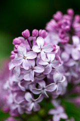 Flowers with five or three petals on a lilac branch, a sign of good luck.