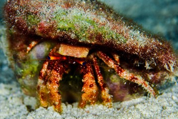 hermit crab