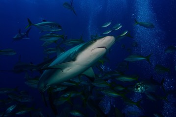 caribbean reef shark
