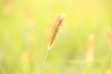 えのころ草