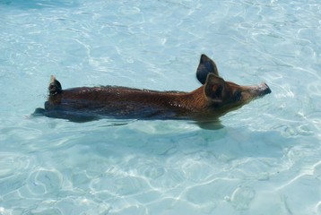 swimming pig bahamas