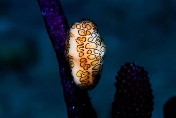 flamingo tongue