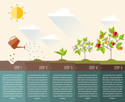 Steps of plant growth. Timeline infographic design. vector illustration