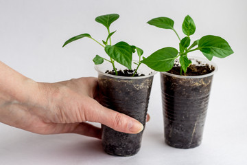 Young seedlings on a white background. seedlings ready for planting, a woman's hand holding a glass