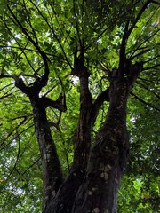 Fotos tiradas de um pé de carambola
