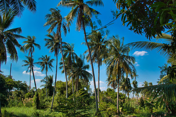 Obraz premium huge palm trees with blue sky