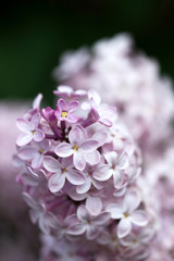 Flowers with five or three petals on a lilac branch, a sign of good luck.