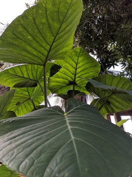 Folhas de taioba, foto tirada de baixo pra cima.