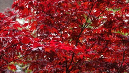 Fototapeta premium Fresh red leaves at the tree. Autumn background. Close up. Amsterdam park