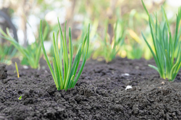 Growing Young Green Seedling Sprouts in Cultivated Agricultural Farm Field. Gardening organic concept.