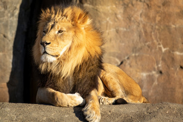 Beautiful African Lion Portrait at our local zoo.