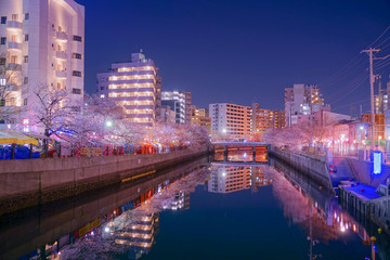 Obraz premium 大岡川プロブナードの夜桜