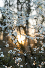 Beautiful tender tree blossom in morning purple sun light, floral background, spring blooming flowers.