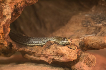 snake
