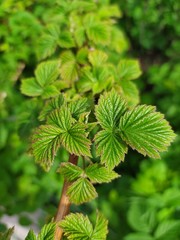 Raspberry branch with young green leaves