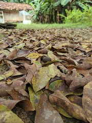 Foto de folhas secas de baixo de pé de pitomba