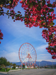 Fototapeta premium spring blooming sakura in defocus, ferris wheel, in the background mountains 06 May 2020 Batumi Georgia
