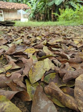 Foto de folhas secas de baixo de p&eacute; de pitomba