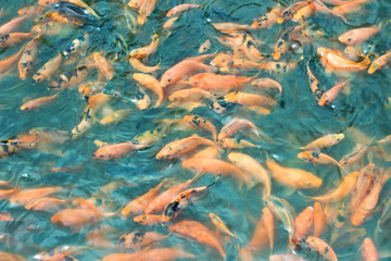 
some ornamental fish with various patterns in the pond