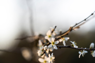 Beautiful tender tree blossom in morning purple sun light, floral background, spring blooming flowers.