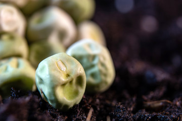 pea seeds when sowing on the background of the soil