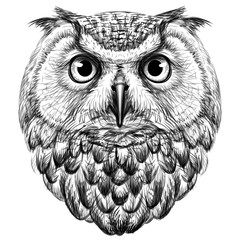 Fototapeta Owl. Sketch, drawn, graphic portrait of an owl on a white background. obraz