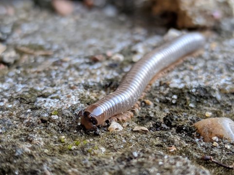 Larva que parece uma centop&eacute;ia.