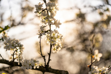 Beautiful tender tree blossom in morning purple sun light, floral background, spring blooming flowers.