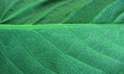 green leaf texture