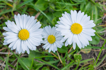 Fototapeta premium Wildflowers - daisies