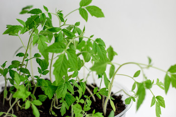 Young seedlings on a white background. seedlings ready for planting. the germs of life are drawn up