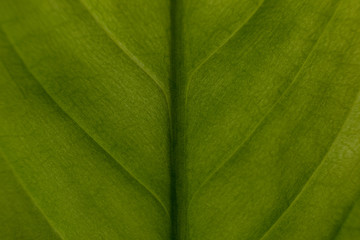 Ein grünes Blumenblatt mit einem Makroobjektiv fotografiert.