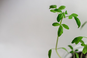 Young seedlings on a white background. seedlings ready for planting. the germs of life are drawn up