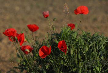 Klatschmohn
