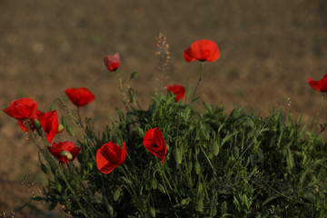 Klatschmohn
