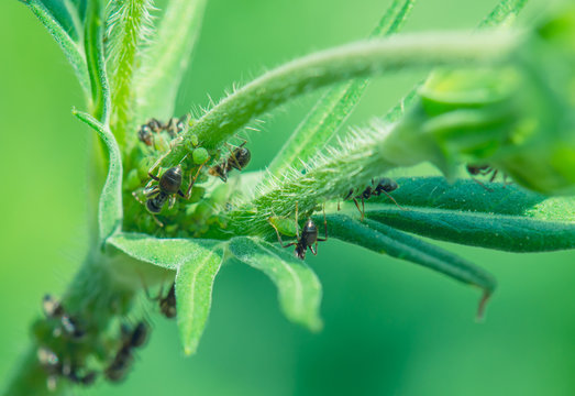 Ants taking care of greenfly that feed on a plant. In return ants feed on aphids sweet excertion.