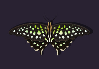 Graphium agamemnon butterfly. The lepidopteran is sitting on the wall. Vector illustration of a day butterfly with black and green wings. Black stripe, light green spots.
