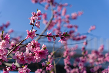 pink cherry blossom in spring