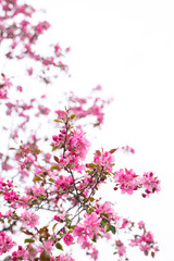 Ornamental apple tree blooming called cooking apple. Spring flowering garden fruit tree. Amazing wallpaper with beautiful closeup of pink Siberian crab apple blossoms