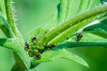 Ants taking care of greenfly that feed on a plant. In return ants feed on aphids sweet excertion.