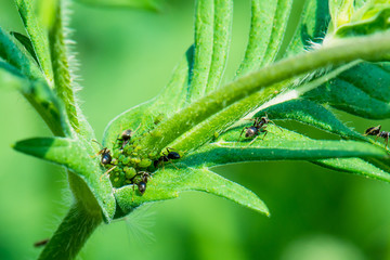 Ants taking care of greenfly that feed on a plant. In return ants feed on aphids sweet excertion.