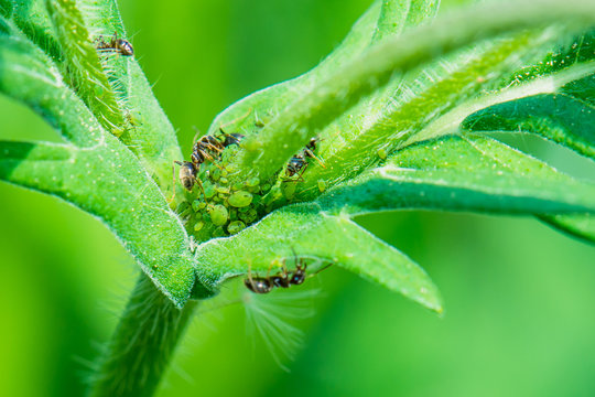 Ants taking care of greenfly that feed on a plant. In return ants feed on aphids sweet excertion.