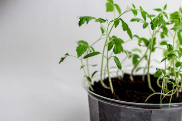 Young seedlings on a white background. seedlings ready for planting. the germs of life are drawn up