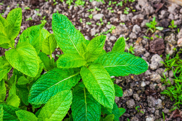 Fresh mint growing in the home garden.