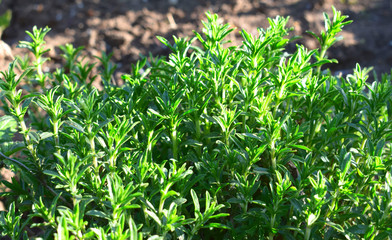 Fresh green thyme herb growing in the garden. Breckland Thyme, Thymus serpyllum, Thymus vulgaris,...