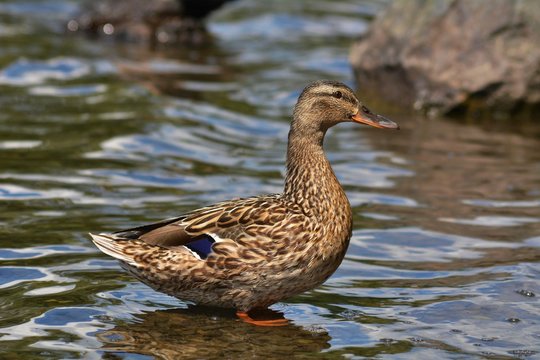 Female Mallard duck in water photo