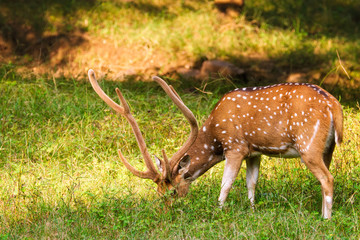 Naklejka na ściany i meble Beautiful male chital or spotted deer grazing in grass in Ranthambore National Park, Rajasthan, India