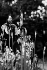Obraz premium Irises flowers, vintage black and white photo. Irises flowers on blurred background. Flowers on a blurry background, blank for designer, postcard on a holiday, abstract. Copy space. Flower background.