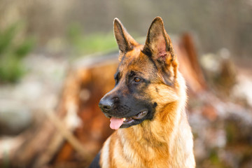 Portrait of a German shepherd in a park. Purebred dog.